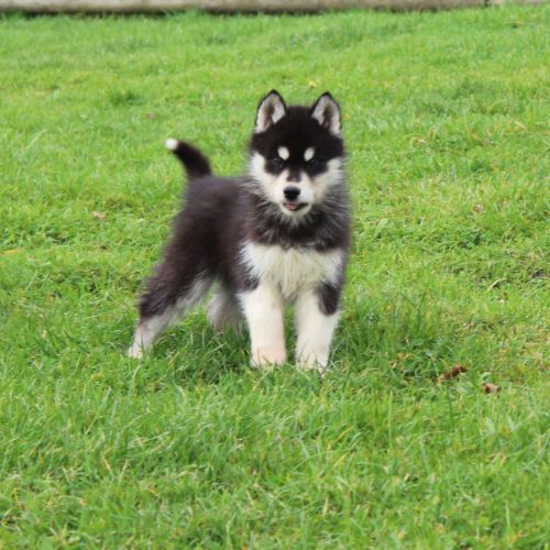 Magnifiques chiots husky à rserver #8