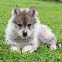 Magnifiques chiots husky à rserver #1