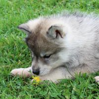 Magnifiques chiots husky à rserver #2