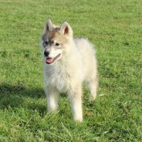 Magnifiques chiots husky à vendre #2