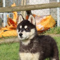 Magnifiques chiots husky à vendre #4