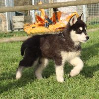 Magnifiques chiots husky à vendre #5