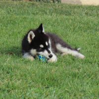 Magnifiques chiots husky à vendre #6