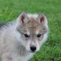 Magnifiques chiots husky à rserver #4