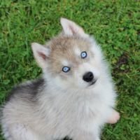 Magnifiques chiots husky à rserver #0