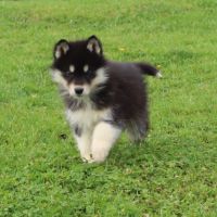 Magnifiques chiots husky à rserver #6