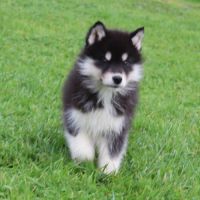 Magnifiques chiots husky à rserver #7