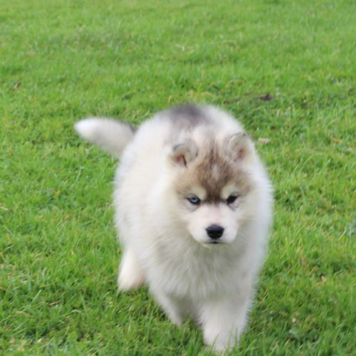 Magnifiques chiots husky à réserver #1