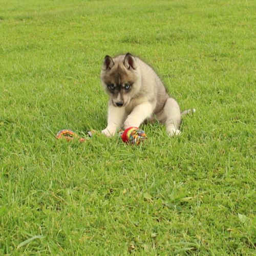 Magnifiques chiots husky à réserver #3
