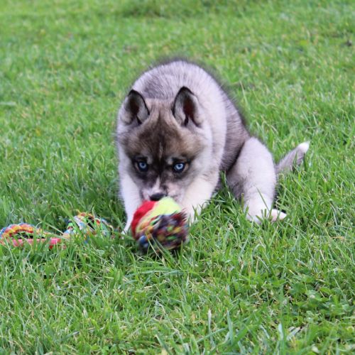 Magnifiques chiots husky à réserver #0