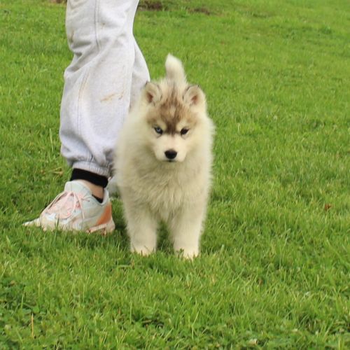 Magnifiques chiots husky à réserver #6