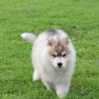 Magnifiques chiots husky à réserver #1