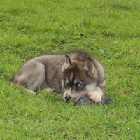 Magnifiques chiots husky à réserver #2