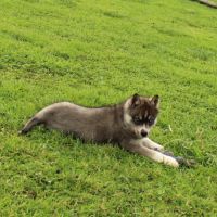 Magnifiques chiots husky à réserver #5