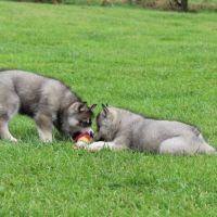 Magnifiques chiots husky à réserver #7