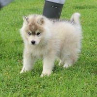 Magnifiques chiots husky à réserver #8