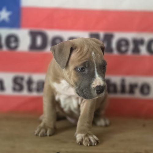 Chiots amstaff lof #2