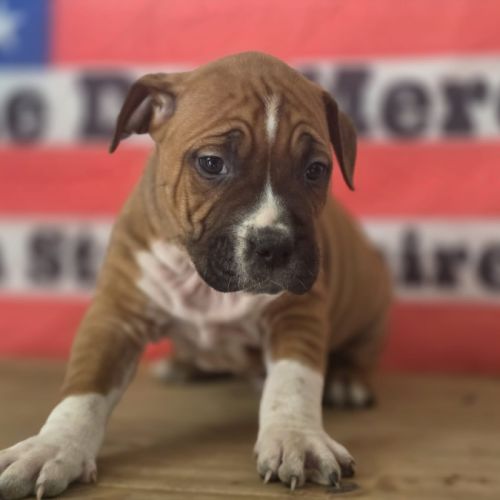 Chiots amstaff lof #5