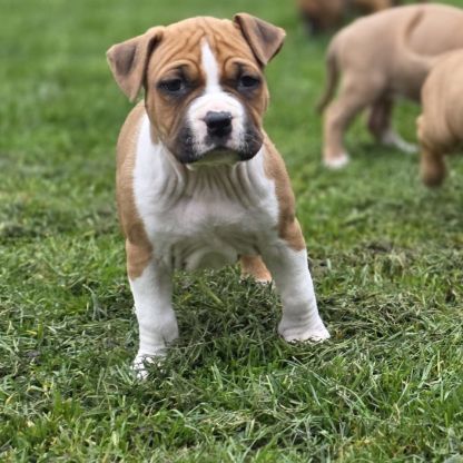 Chiots amstaff lof #7