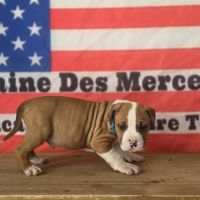 Chiots amstaff lof #1