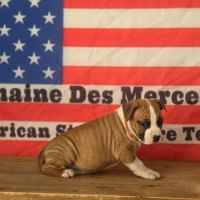 Chiots amstaff lof #3