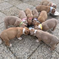 Chiots amstaff lof #6