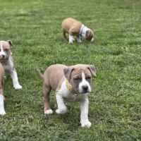 Chiots amstaff lof #8