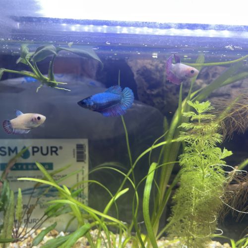 Combattantes femelles  avec aquarium équipé