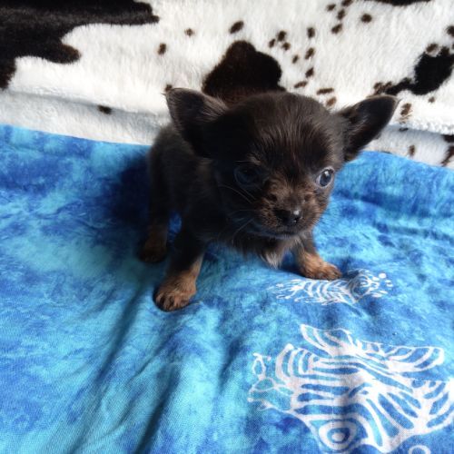 4 magnifiques chiots chihuahua #3