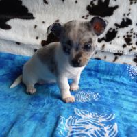 4 magnifiques chiots chihuahua #2