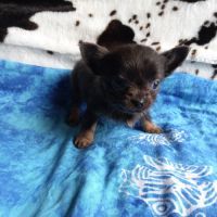 4 magnifiques chiots chihuahua #3