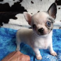 4 magnifiques chiots chihuahua