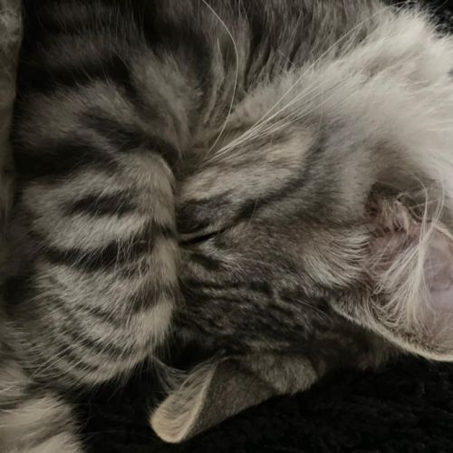 Magnifique chaton norvégien loof – black silver #1