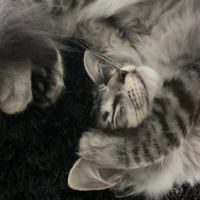 Magnifique chaton norvégien loof – black silver