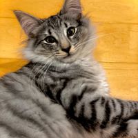 Magnifique chaton norvégien loof – black silver #3