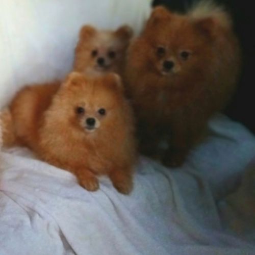 Magnifiques spitz pomeranians mâles et femelles #1