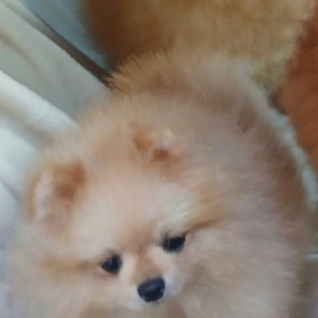 Magnifiques spitz pomeranians mâles et femelles #2