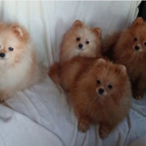 Magnifiques spitz pomeranians mâles et femelles