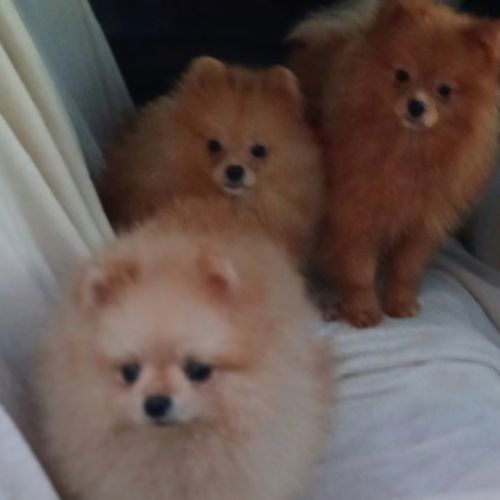 Magnifiques spitz pomeranians mâles et femelles #6
