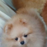 Magnifiques spitz pomeranians mâles et femelles #2