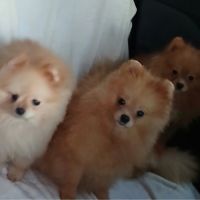 Magnifiques spitz pomeranians mâles et femelles #3