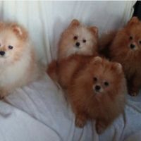 Magnifiques spitz pomeranians mâles et femelles #0