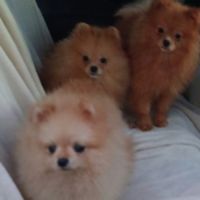 Magnifiques spitz pomeranians mâles et femelles #6