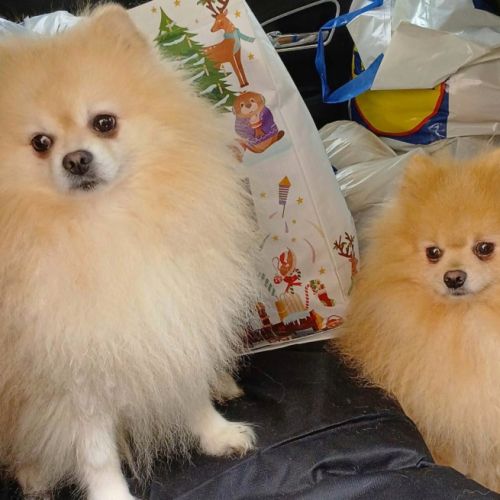 Spitz pomeranians deux mâles adultes #1