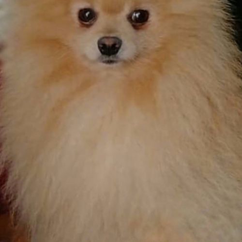 Spitz pomeranians deux mâles adultes #2