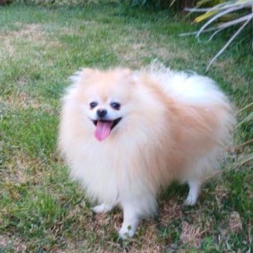 Spitz pomeranians deux mâles adultes