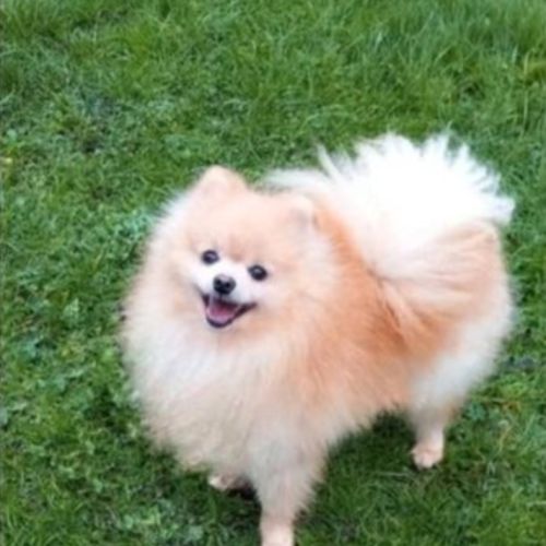 Spitz pomeranians deux mâles adultes #5