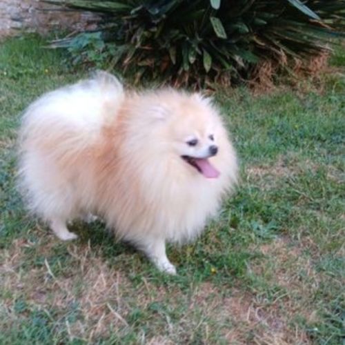 Spitz pomeranians deux mâles adultes #6