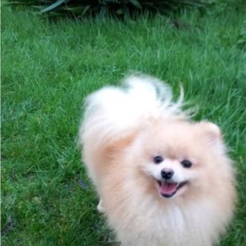 Spitz pomeranians deux mâles adultes #7