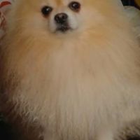 Spitz pomeranians deux mâles adultes #3